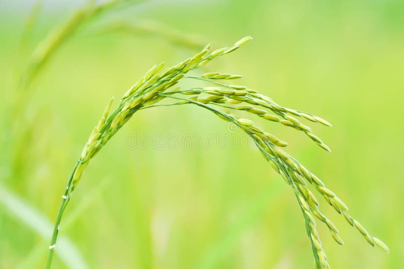 Paddy field or rice field stock image. Image of rice 103901273