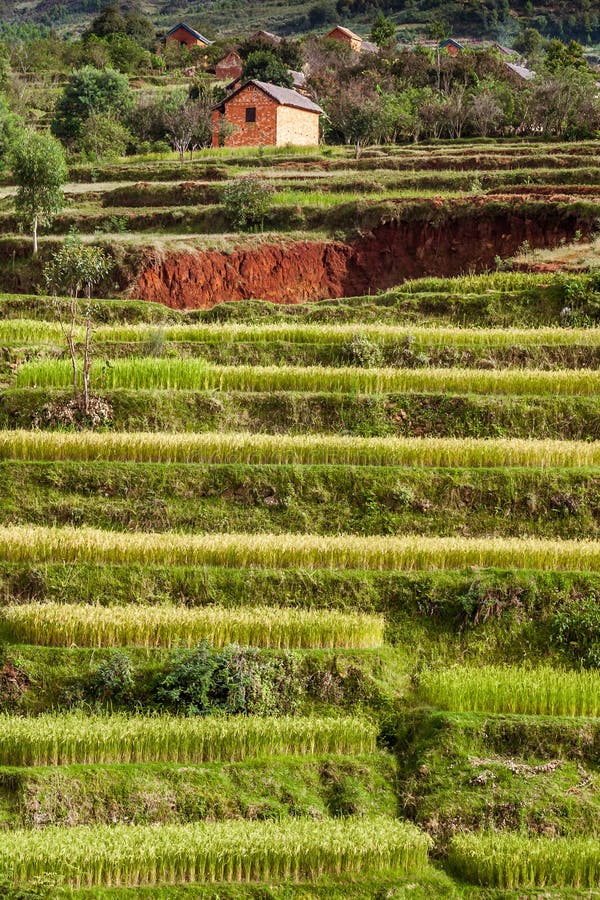 Paddy Field fotografia stock libera da diritti Paddy Field fotografia stock libera da diritti