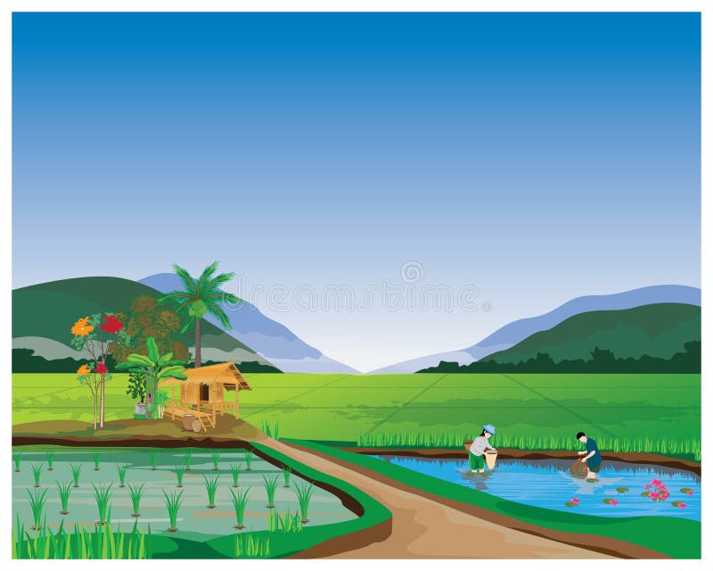 Paddy field vector design stock vector. Illustration of child - 142197476