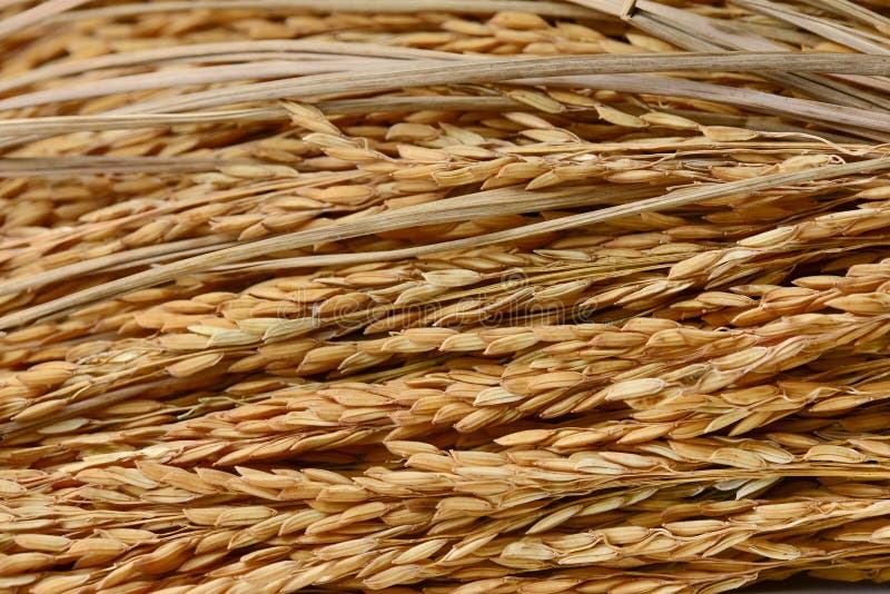 3,646 Paddy Grains Photos Free & RoyaltyFree Stock Photos from