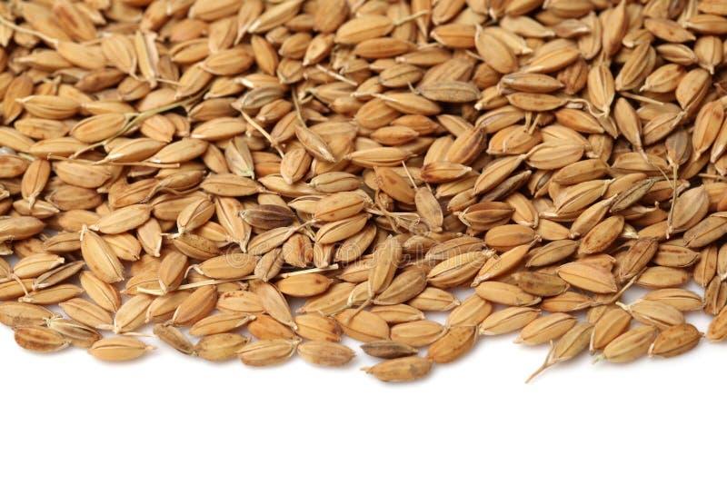 3,646 Paddy Grains Photos Free & RoyaltyFree Stock Photos from Dreamstime