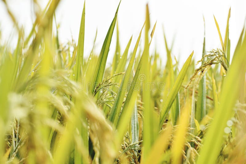 Paddy Plant Cultivation of Paddy Stock Photo Image of grain, agriculture 223932540