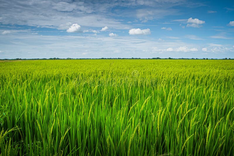 Beautiful View of Rural Green Rice Field Stock Image - Image of landscape,  crop: 186011533
