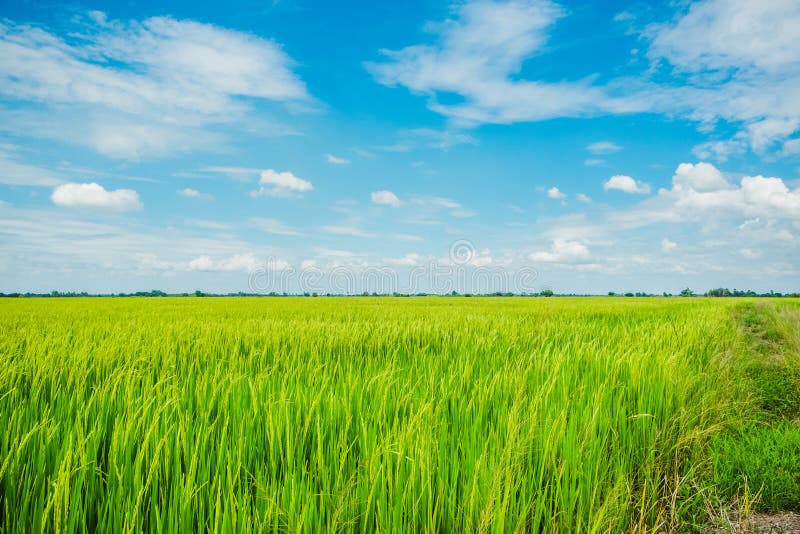 Beautiful View of Rural Green Rice Field Stock Image - Image of rice, crop:  186011551