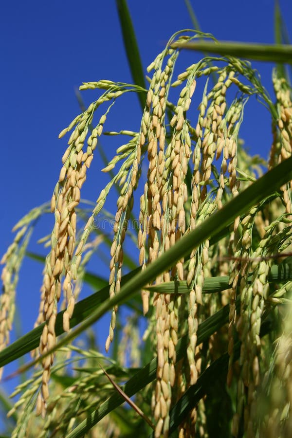 Paddy Rice