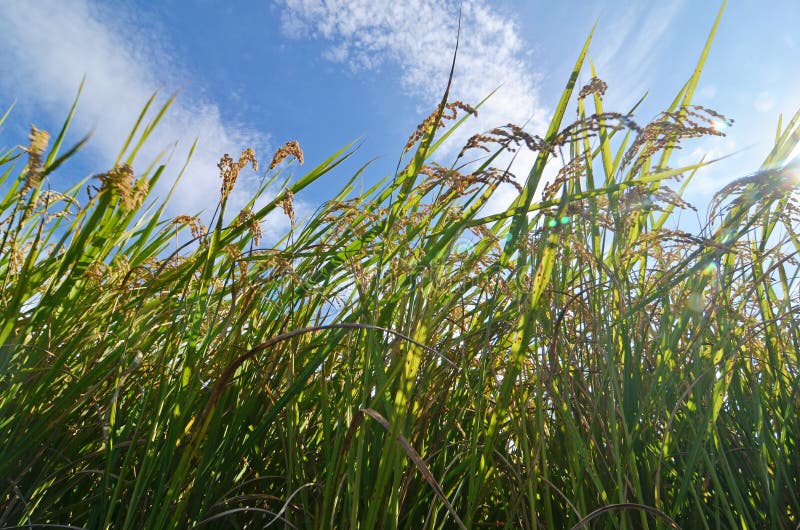 Rice Padi stock image. Image of tropical, season, field - 18403275