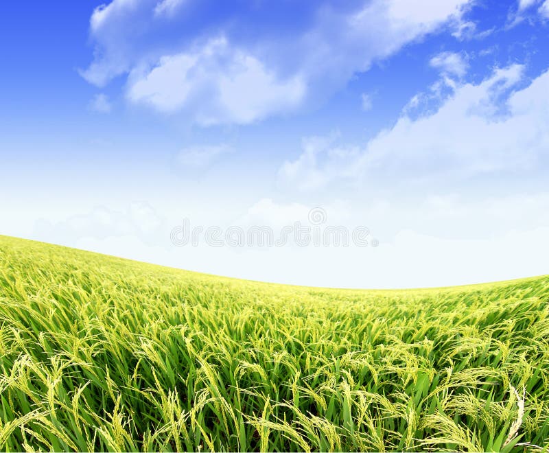 Paddy rice field in blue sky