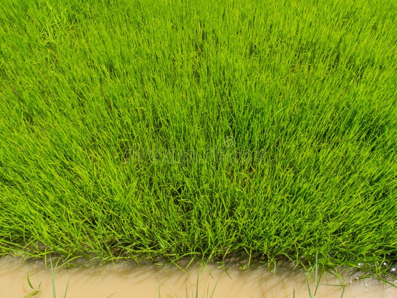 Paddy rice in field stock image. Image of meadow, detail - 102316253