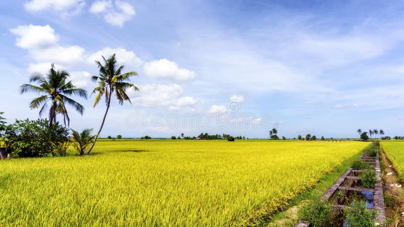 Paddy Rice fält royaltyfri foto Paddy Rice fält royaltyfri foto