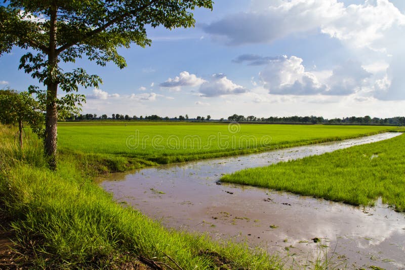 Paddy season