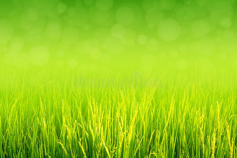 Paddy vert luxuriant dans le domaine de riz photographie stock