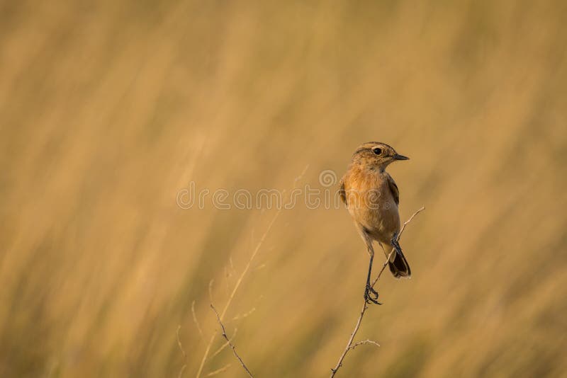 Paddyfield pipit of de close-up van anthusrufulus stock foto's Paddyfield pipit of de close-up van anthusrufulus stock foto's