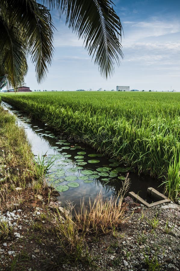 GREEN PADI in PURWOREJO, CENTRAL JAVA, INDONESIA Stock Image Image of
