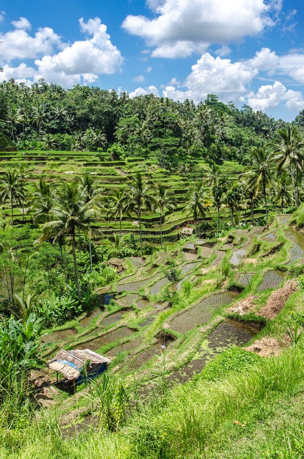  Padi  Terrace Bali  Indonesia Stock Photo Image of 