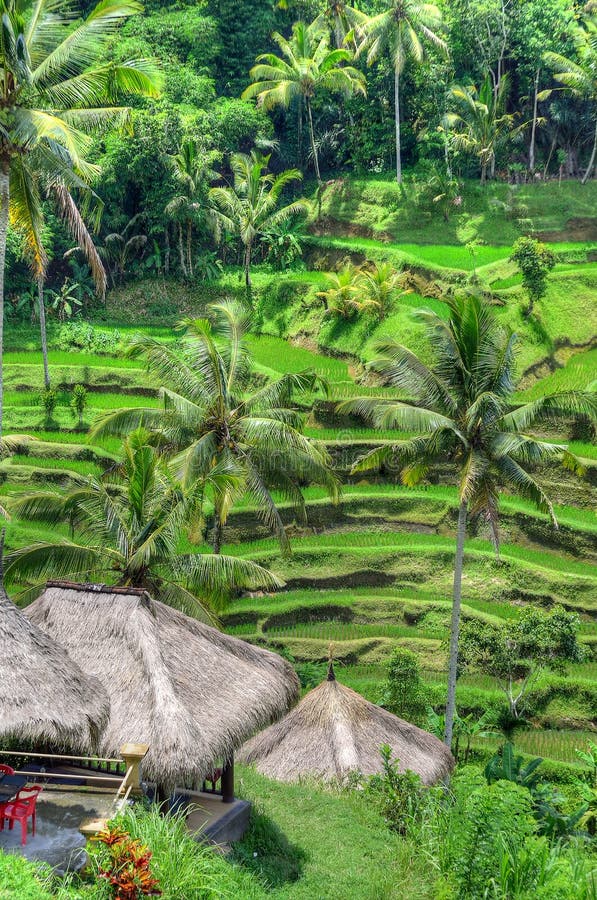  Padi  Terrace Bali  Indonesia Piantagione Locale Del 