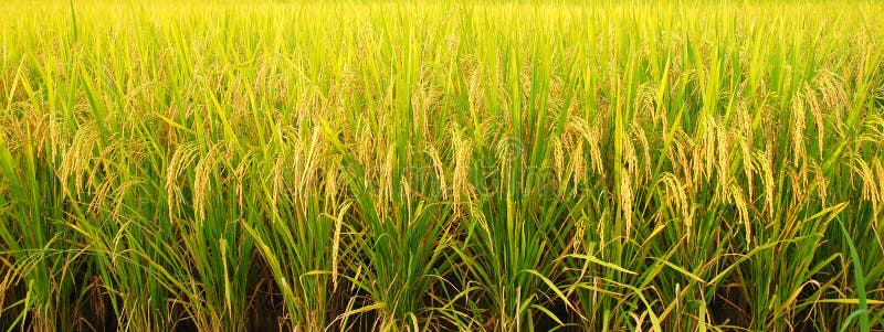Rijstveld stock afbeeldingen