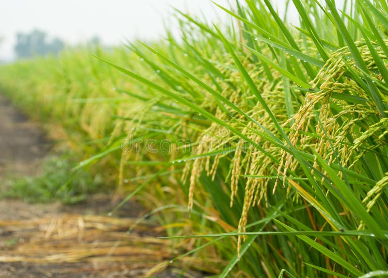 Rijstveld in de ochtend royalty-vrije stock afbeeldingen