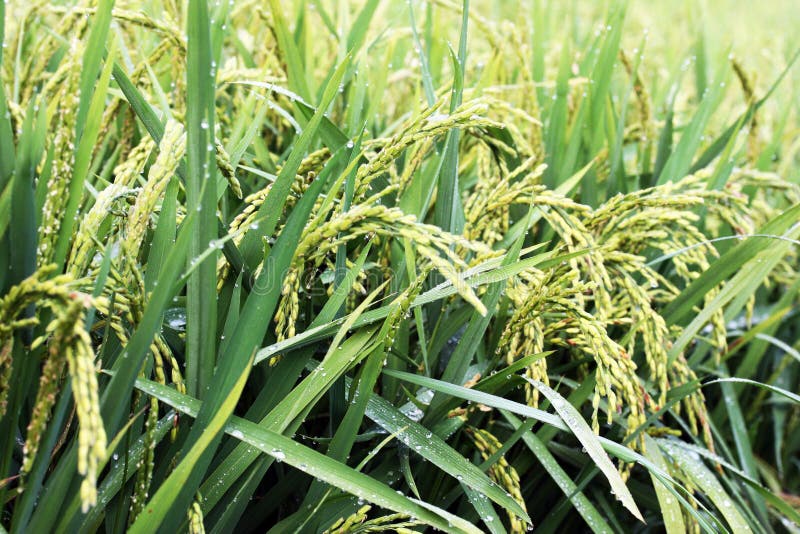Rijstvelden royalty-vrije stock afbeelding