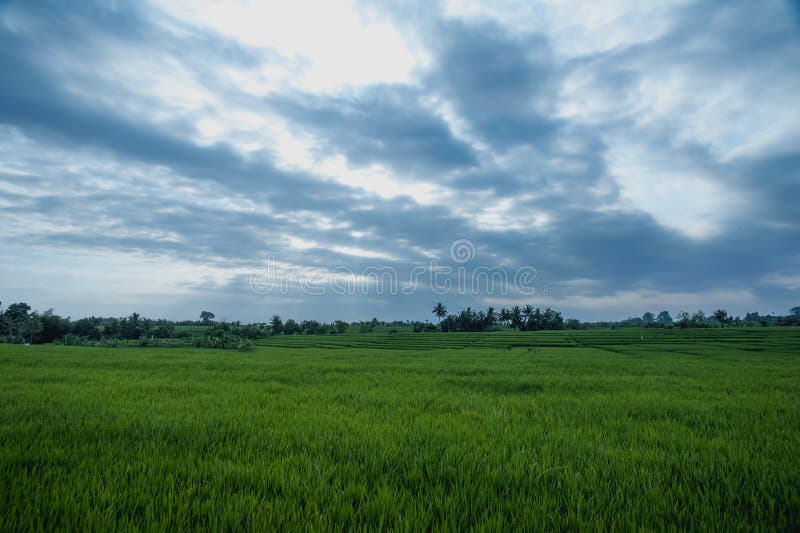 Padievelden in Bali stock afbeelding Padievelden in Bali stock afbeelding