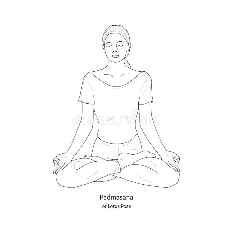 Padmasana or Lotus Pose Yoga Practice Vector Stock Vector Image  Art   Alamy
