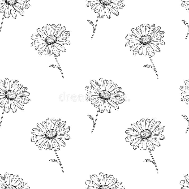 Quadro De Peões Sobre Fundo Branco. Flor Rosa De Pedônia Com Folhas.  Ilustração Stock - Ilustração de peônias, desenho: 240391312