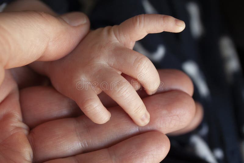 Padre che tiene una mano del neonato nel suo Primo piano della mano del bambino nelle mani del genitore insieme fotografie stock libere da diritti Padre che tiene una mano del neonato nel suo Primo piano della mano del bambino nelle mani del genitore insieme fotografie stock libere da diritti