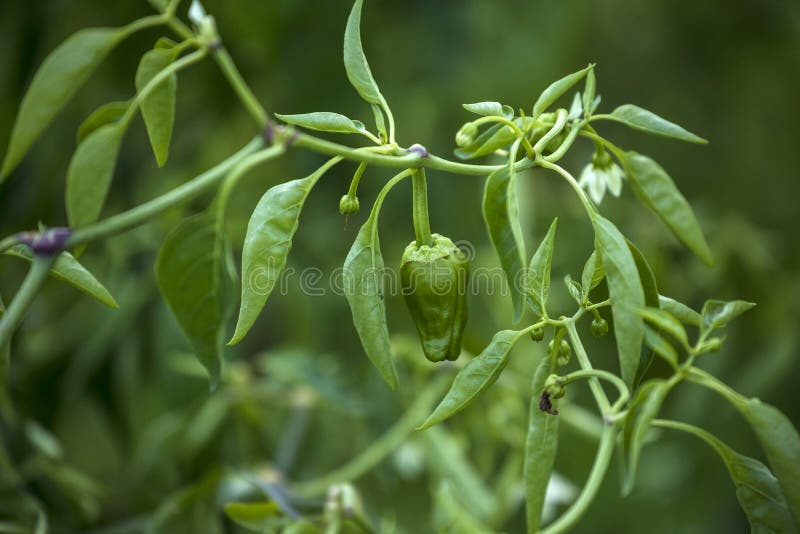 Padron pepper plant stock image. Image of food, crop 124436201