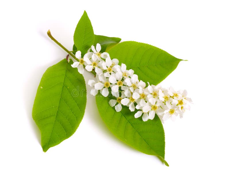 Padus сливы, известное как дерево вишни птицы, hackberry, hagberry, или праздника Первого мая m r стоковые фотографии rf
