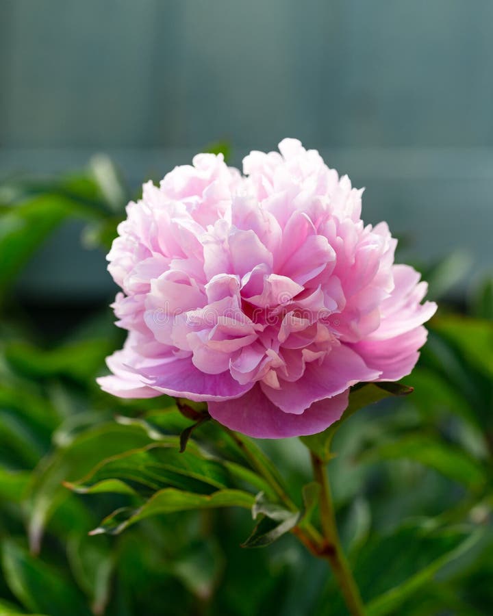 Paeonia Lactiflora Sarah Bernhardt Peony Flowers in Spring Garden Stock ...