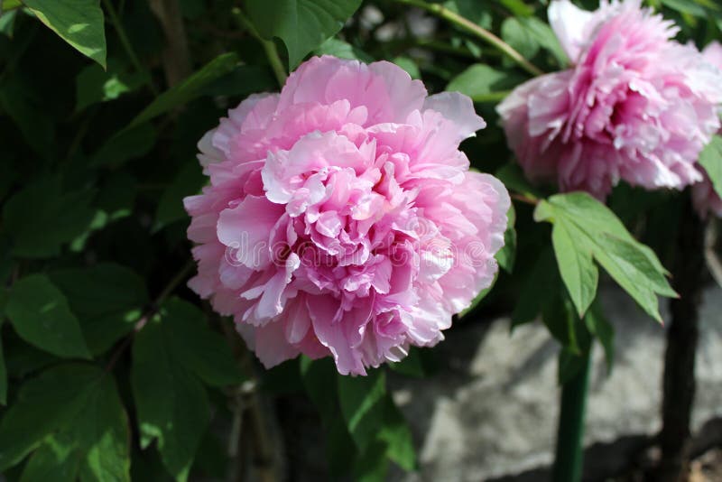 Paeonia Officinalis Pink Flower Blooming Stock Photo - Image of flower ...