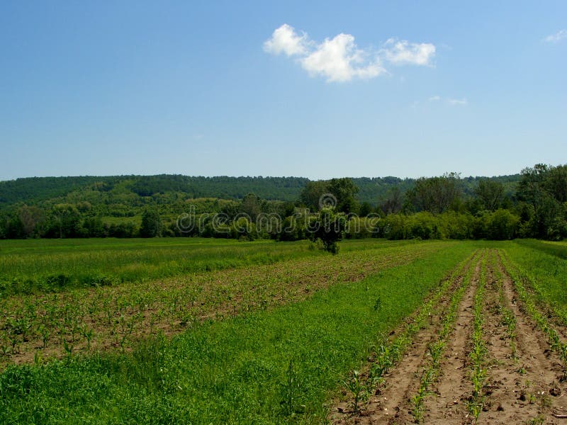 Here is a land of green wheat under a blue sky. Here is a land of green wheat under a blue sky.