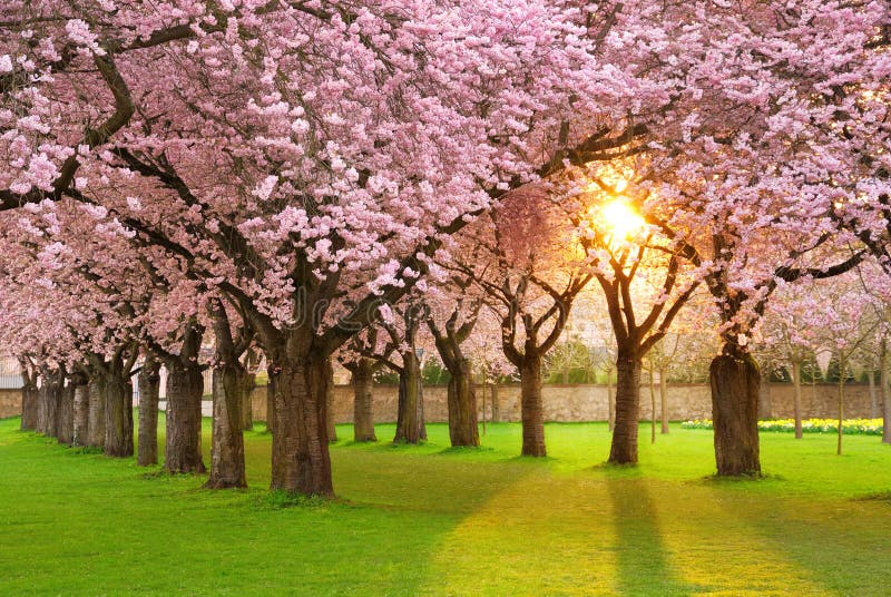 Paesaggio affascinante di primavera immagine stock Paesaggio affascinante di primavera immagine stock