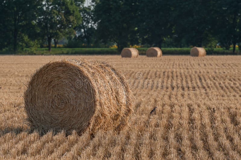 Paesaggio agricolo con i mucchi di fieno immagini stock libere da diritti Paesaggio agricolo con i mucchi di fieno immagini stock libere da diritti