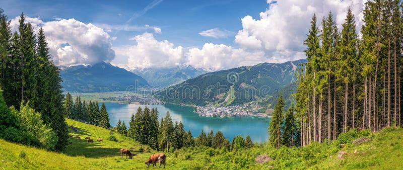 Beautiful panoramic view of cow grazing in fresh green meadows in the Alps with famous city of Zell am See and idyllic Zeller Lake on a sunny day in spring in Salzburg, Salzburger Land, Austria. Beautiful panoramic view of cow grazing in fresh green meadows in the Alps with famous city of Zell am See and idyllic Zeller Lake on a sunny day in spring in Salzburg, Salzburger Land, Austria