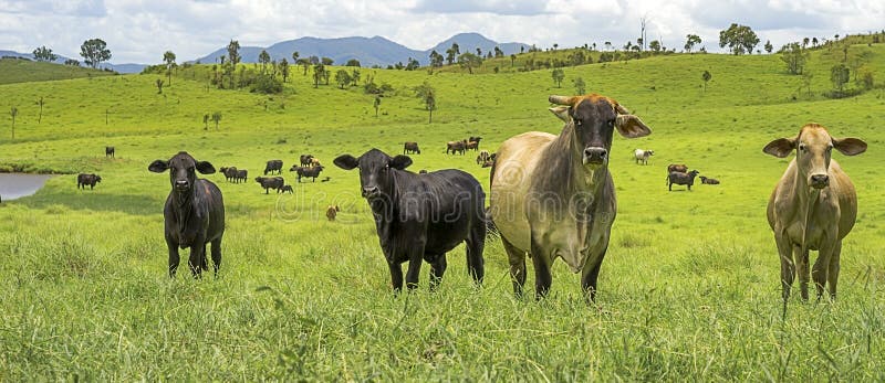 Paesaggio australiano di panorama dei bovini da carne di agricoltura