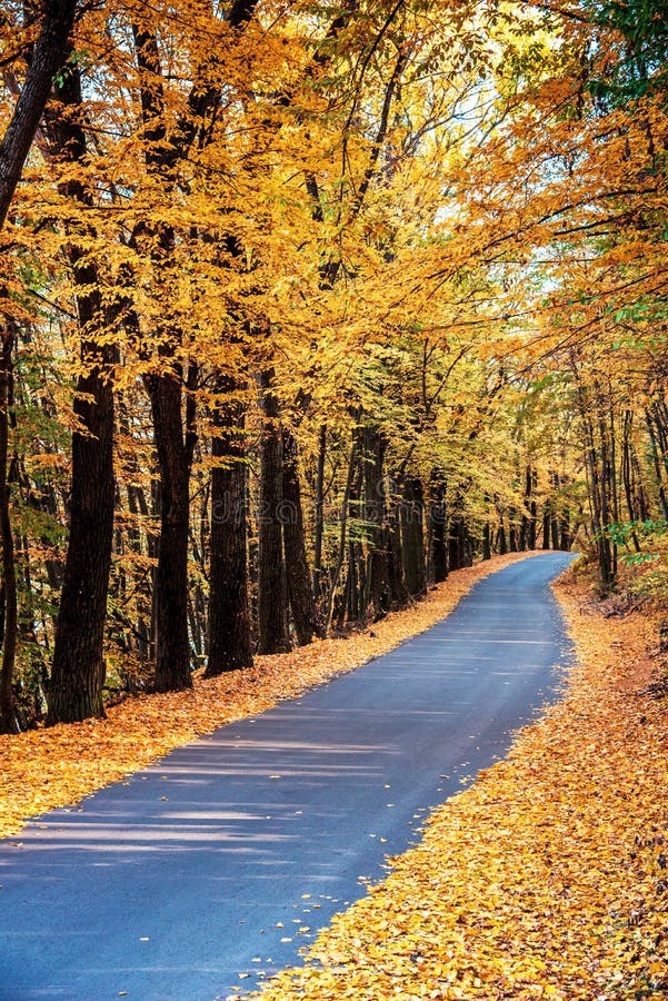 Paesaggio autunnale straordinario con foglie gialle lungo la strada in una foresta accogliente fotografia stock Paesaggio autunnale straordinario con foglie gialle lungo la strada in una foresta accogliente fotografia stock