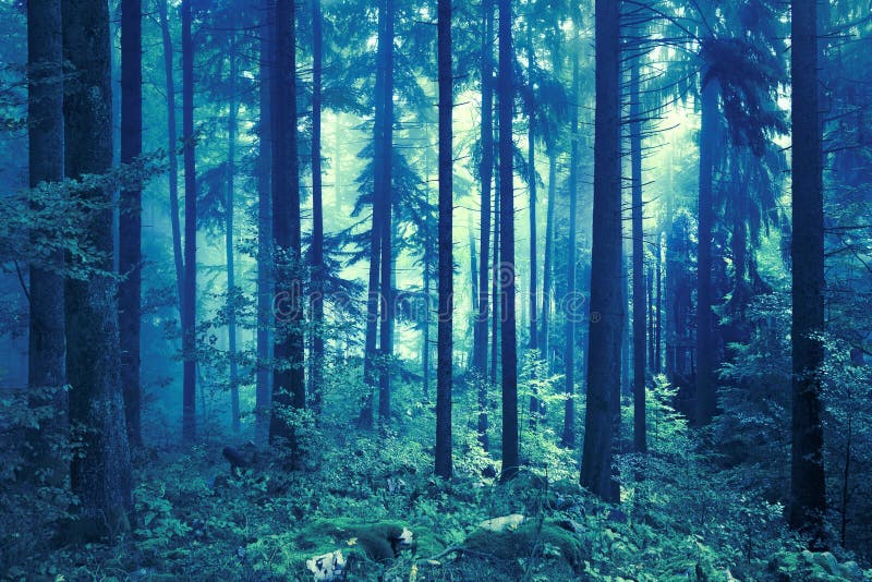 Paesaggio blu scuro e verde della foresta fotografie stock libere da diritti