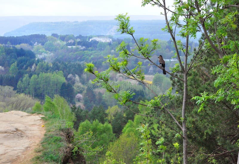Paesaggio con la montagna e le visualizzazioni ad albero L'uccello si siede su un albero e guarda la natura immagini stock Paesaggio con la montagna e le visualizzazioni ad albero L'uccello si siede su un albero e guarda la natura immagini stock