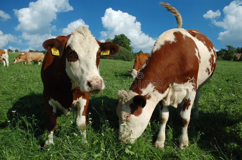 Paesaggio con la mucca dei giovani del gruppo fotografia stock libera da diritti Paesaggio con la mucca dei giovani del gruppo fotografia stock libera da diritti