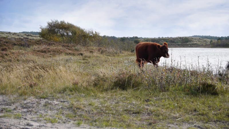 Paesaggio con le mucche che passano vicino