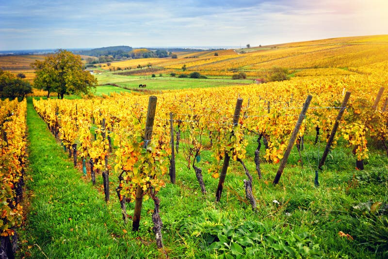 Paesaggio con le vigne di autunno La Francia, l'Alsazia