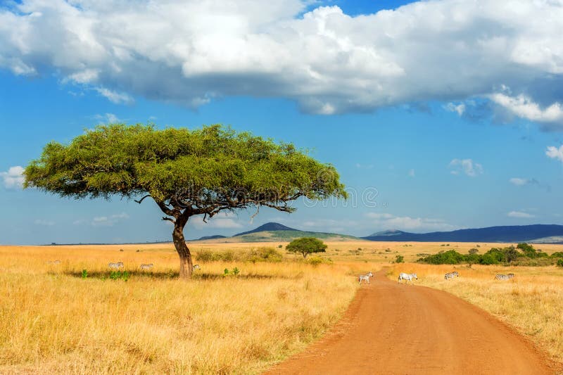 Paesaggio con nessuno albero in Africa