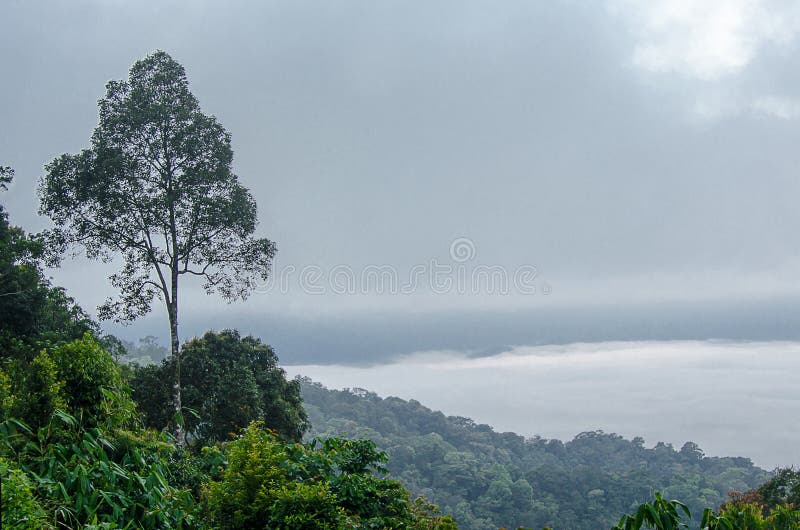 Paesaggio degli alberi sulla montagna Priorità bassa della sfuocatura immagini stock libere da diritti Paesaggio degli alberi sulla montagna Priorità bassa della sfuocatura immagini stock libere da diritti