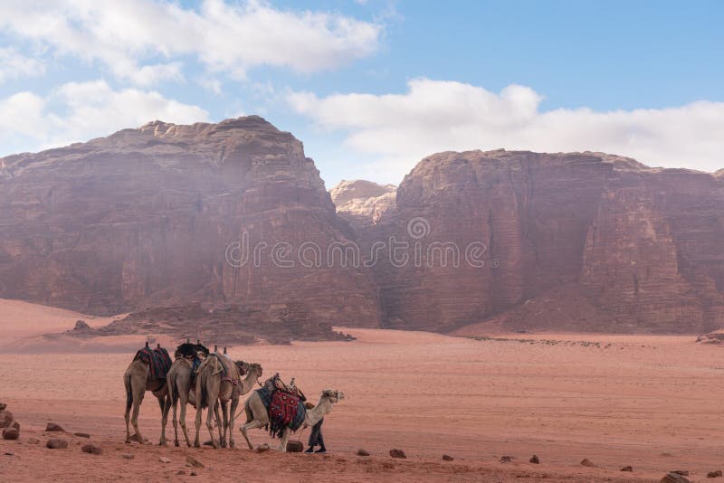 Paesaggio del deserto di Wadi Rum in Giordania con i cammelli che raffreddano di mattina