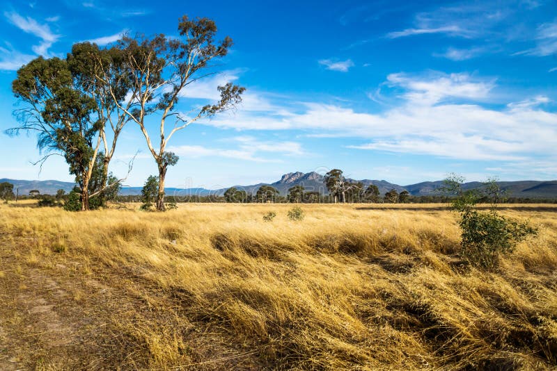 Paesaggio del pascolo nel cespuglio con le montagne di Grampians nei precedenti, Victoria, Australia fotografia stock libera da diritti Paesaggio del pascolo nel cespuglio con le montagne di Grampians nei precedenti, Victoria, Australia fotografia stock libera da diritti
