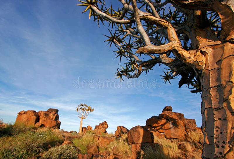 Paesaggio dell'albero della faretra immagine stock libera da diritti Paesaggio dell'albero della faretra immagine stock libera da diritti