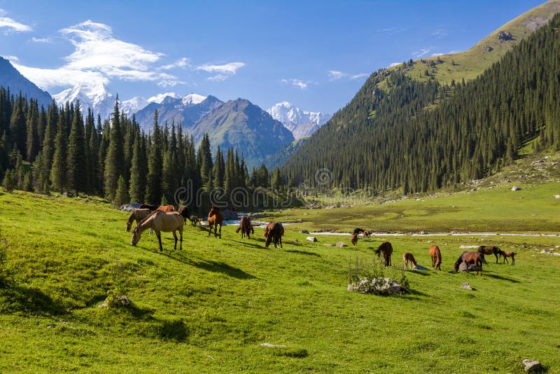Paesaggio della montagna con il gregge dei cavalli