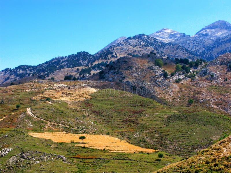 Paesaggio della montagna con l'albero solo sul campo giallo immagini stock libere da diritti Paesaggio della montagna con l'albero solo sul campo giallo immagini stock libere da diritti