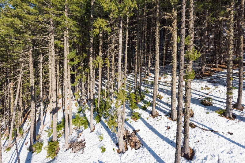 Paesaggio della montagna nel giorno gelido di inverno soleggiato con il chiaro cielo blu fotografia stock Paesaggio della montagna nel giorno gelido di inverno soleggiato con il chiaro cielo blu fotografia stock