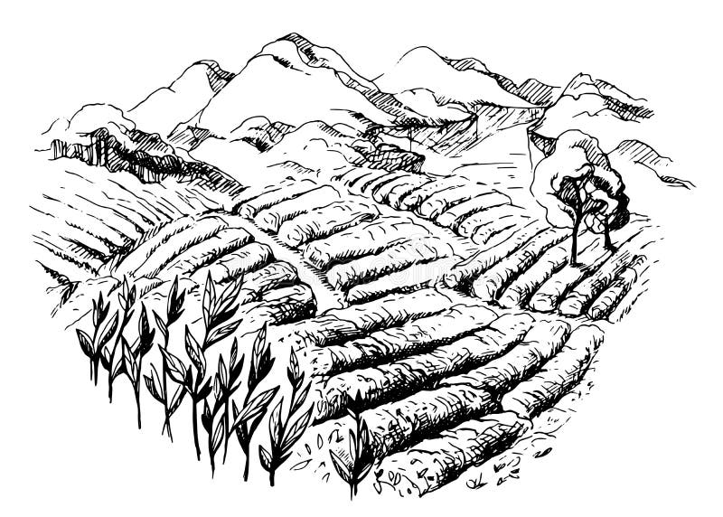 Paesaggio della piantagione di tè